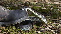 Tiger Snake (Notechis scutatus) biting shoe after being stepped on, Traralgon, Victoria, Australia
