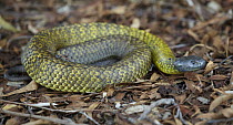 Black Tiger Snake (Notechis ater), Tasmania, Australia
