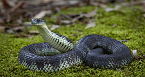 Tiger Snake (Notechis scutatus), Traralgon, Victoria, Australia