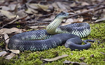 Tiger Snake (Notechis scutatus), Traralgon, Victoria, Australia