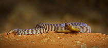 Ramsay's Python (Aspidites ramsayi), Australia