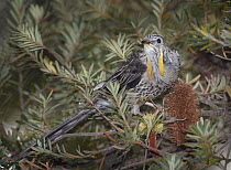 Yellow Wattlebird (Anthochaera paradoxa), Bruny Island, Tasmania, Australia