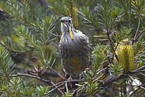 Yellow Wattlebird (Anthochaera paradoxa), Bruny Island, Tasmania, Australia