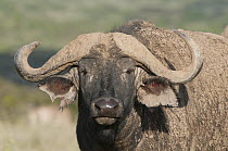 Cape Buffalo (Syncerus caffer), Solio Ranch, Kenya