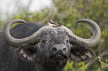 Cape Buffalo (Syncerus caffer) bull with Yellow-billed Oxpecker (Buphagus africanus), Solio Ranch, Kenya