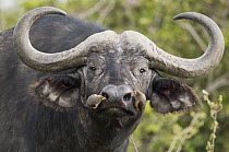 Cape Buffalo (Syncerus caffer) bull with Yellow-billed Oxpecker (Buphagus africanus) pair picking insects from nostrils, Solio Ranch, Kenya