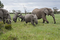 African Elephant (Loxodonta africana) herd grazing, Ol Pejeta Conservancy, Kenya