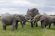African Elephant (Loxodonta africana) calves playing, Ol Pejeta Conservancy, Kenya