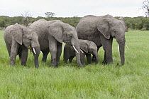 African Elephant (Loxodonta africana) group grazing, Ol Pejeta Conservancy, Kenya