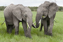 African Elephant (Loxodonta africana) pair grazing, Ol Pejeta Conservancy, Kenya