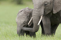 African Elephant (Loxodonta africana) juvenile and calf, Ol Pejeta Conservancy, Kenya