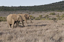 African Elephant (Loxodonta africana) pair in grassland, Borana Ranch, Kenya