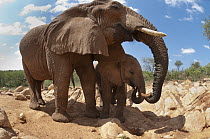 African Elephant (Loxodonta africana) mother and calf, Mpala Research Centre, Kenya