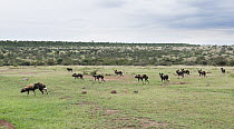 African Wild Dog (Lycaon pictus) pack patrolling in grassland, Mpala Research Centre, Kenya
