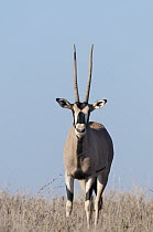 East African Oryx (Oryx beisa), Borana Ranch, Kenya