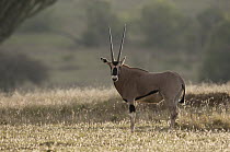 East African Oryx (Oryx beisa), Borana Ranch, Kenya