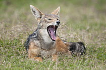 Black-backed Jackal (Canis mesomelas) yawning, Solio Ranch, Kenya