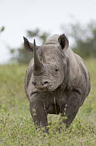 Black Rhinoceros (Diceros bicornis), Solio Ranch, Kenya