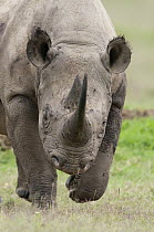 Black Rhinoceros (Diceros bicornis) charging, Solio Ranch, Kenya