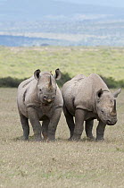 Black Rhinoceros (Diceros bicornis) pair, Solio Ranch, Kenya