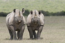 Black Rhinoceros (Diceros bicornis) pair, Solio Ranch, Kenya