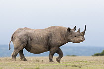 Black Rhinoceros (Diceros bicornis), Solio Ranch, Kenya