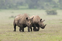 Black Rhinoceros (Diceros bicornis) mother and almost fully grown calf in grassland, Solio Ranch, Kenya