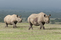 Black Rhinoceros (Diceros bicornis) mother and almost fully grown calf, Solio Ranch, Kenya