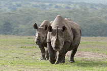 Black Rhinoceros (Diceros bicornis) mother and almost fully grown calf, Solio Ranch, Kenya