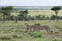 Cheetah (Acinonyx jubatus) males in savannah, El Karama Ranch, Kenya
