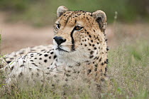 Cheetah (Acinonyx jubatus), El Karama Ranch, Kenya