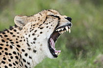 Cheetah (Acinonyx jubatus) yawning, El Karama Ranch, Kenya