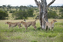 Cheetah (Acinonyx jubatus) males scent marking tree, El Karama Ranch, Kenya