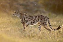 Cheetah (Acinonyx jubatus) in grassland, Ol Pejeta Conservancy, Kenya