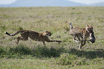 Cheetah (Acinonyx jubatus) cubs playing with rabbit carcass, Ol Pejeta Conservancy, Kenya