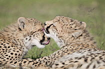 Cheetah (Acinonyx jubatus) cubs licking each other, Ol Pejeta Conservancy, Kenya