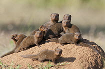 Dwarf Mongoose (Helogale parvula) group on termite mound, El Karama Ranch, Kenya