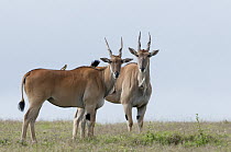 Eland (Taurotragus oryx) pair, Solio Ranch, Kenya