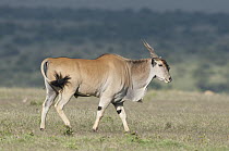 Eland (Taurotragus oryx) male, Solio Ranch, Kenya