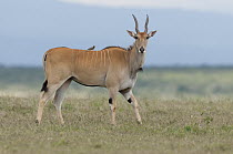 Eland (Taurotragus oryx) female, Solio Ranch, Kenya