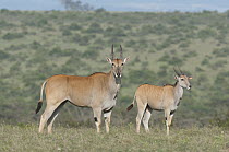 Eland (Taurotragus oryx) mother and calf, Solio Ranch, Kenya