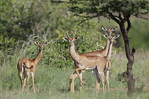 Gerenuk (Litocranius walleri) male and females, El Karama Ranch, Kenya