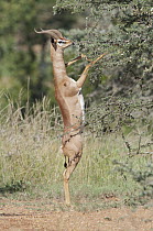 Gerenuk (Litocranius walleri) male browsing, El Karama Ranch, Kenya