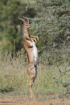 Gerenuk (Litocranius walleri) male browsing, El Karama Ranch, Kenya