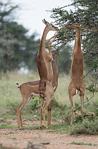 Gerenuk (Litocranius walleri) females browsing, El Karama Ranch, Kenya