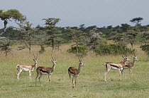 Grant's Gazelle (Nanger granti) herd, El Karama Ranch, Kenya