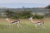 Grant's Gazelle (Nanger granti) pair in savannah, El Karama Ranch, Kenya