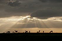 Grant's Gazelle (Nanger granti) herd at sunset, Ol Pejeta Conservancy, Kenya