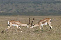 Grant's Gazelle (Nanger granti) males facing off, Ol Pejeta Conservancy, Kenya