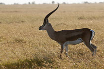Grant's Gazelle (Nanger granti) male, Ol Pejeta Conservancy, Kenya